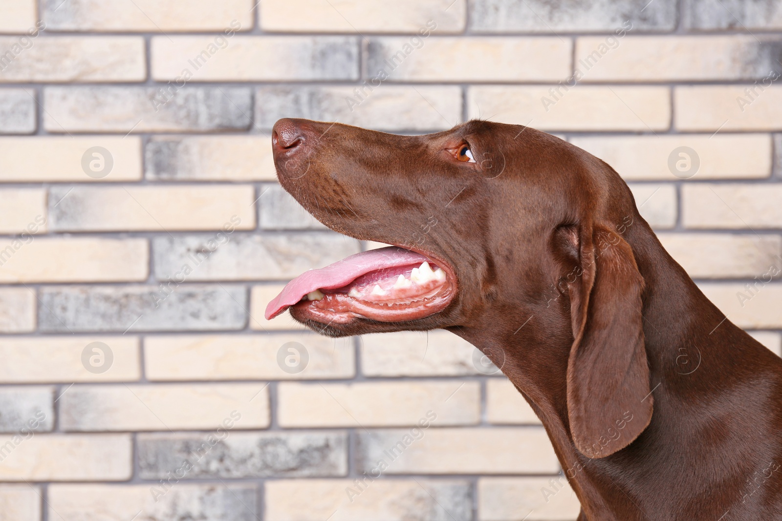 Photo of German Shorthaired Pointer dog on brick wall background