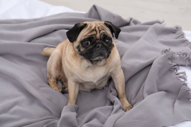 Happy cute pug dog on grey plaid at home