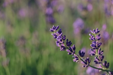 Photo of Closeup view of beautiful lavender in field on sunny day