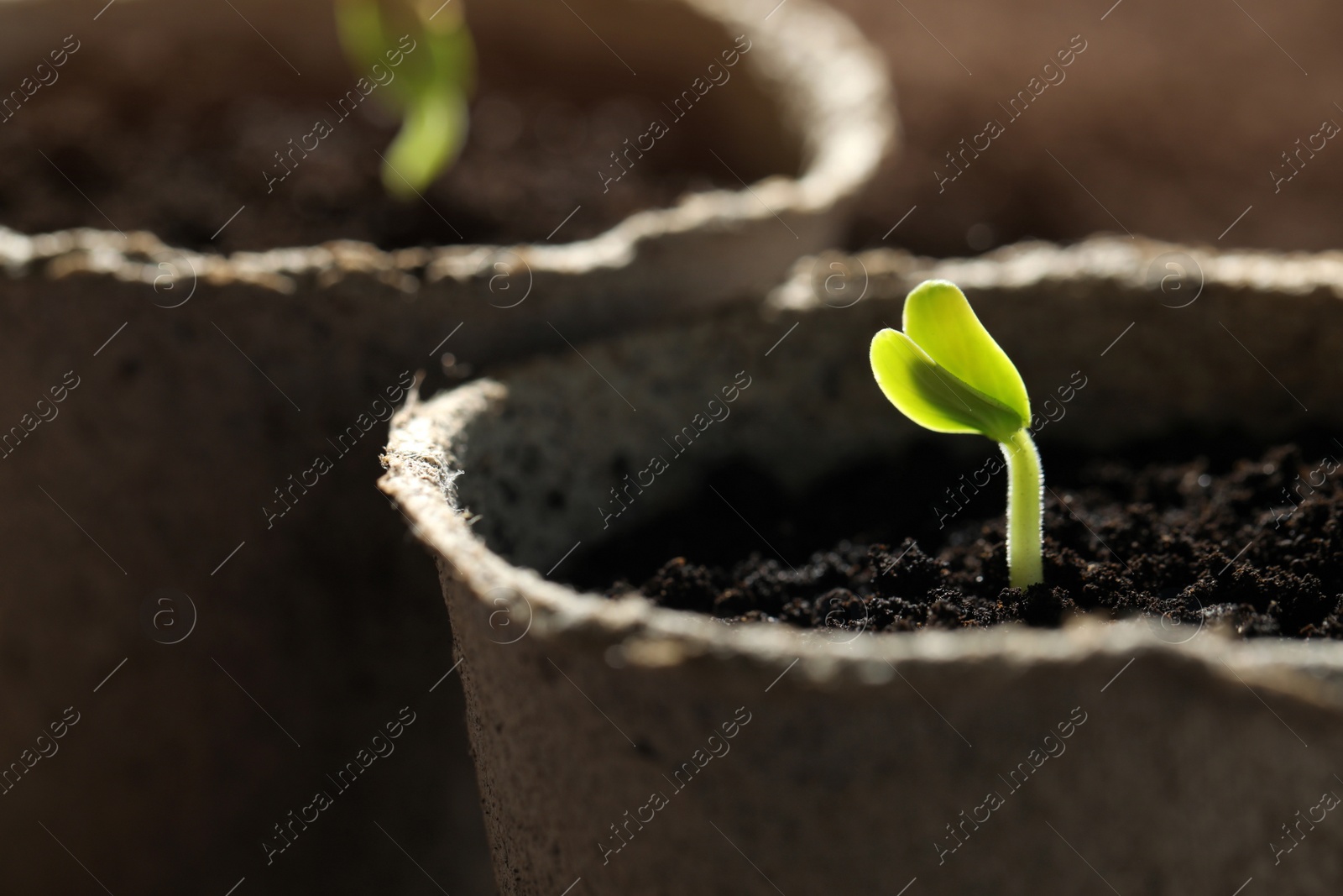 Photo of Pots with little green seedlings growing in soil, closeup