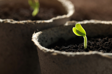 Pots with little green seedlings growing in soil, closeup