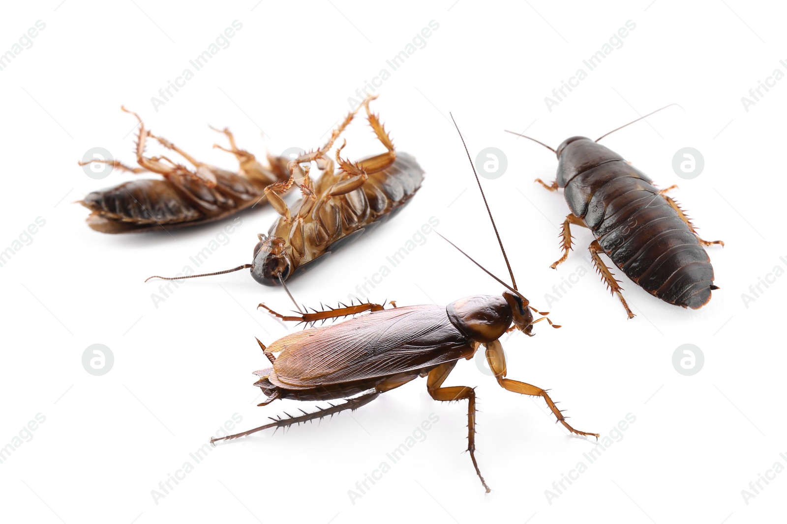 Image of Group of brown cockroaches on white background. Pest control