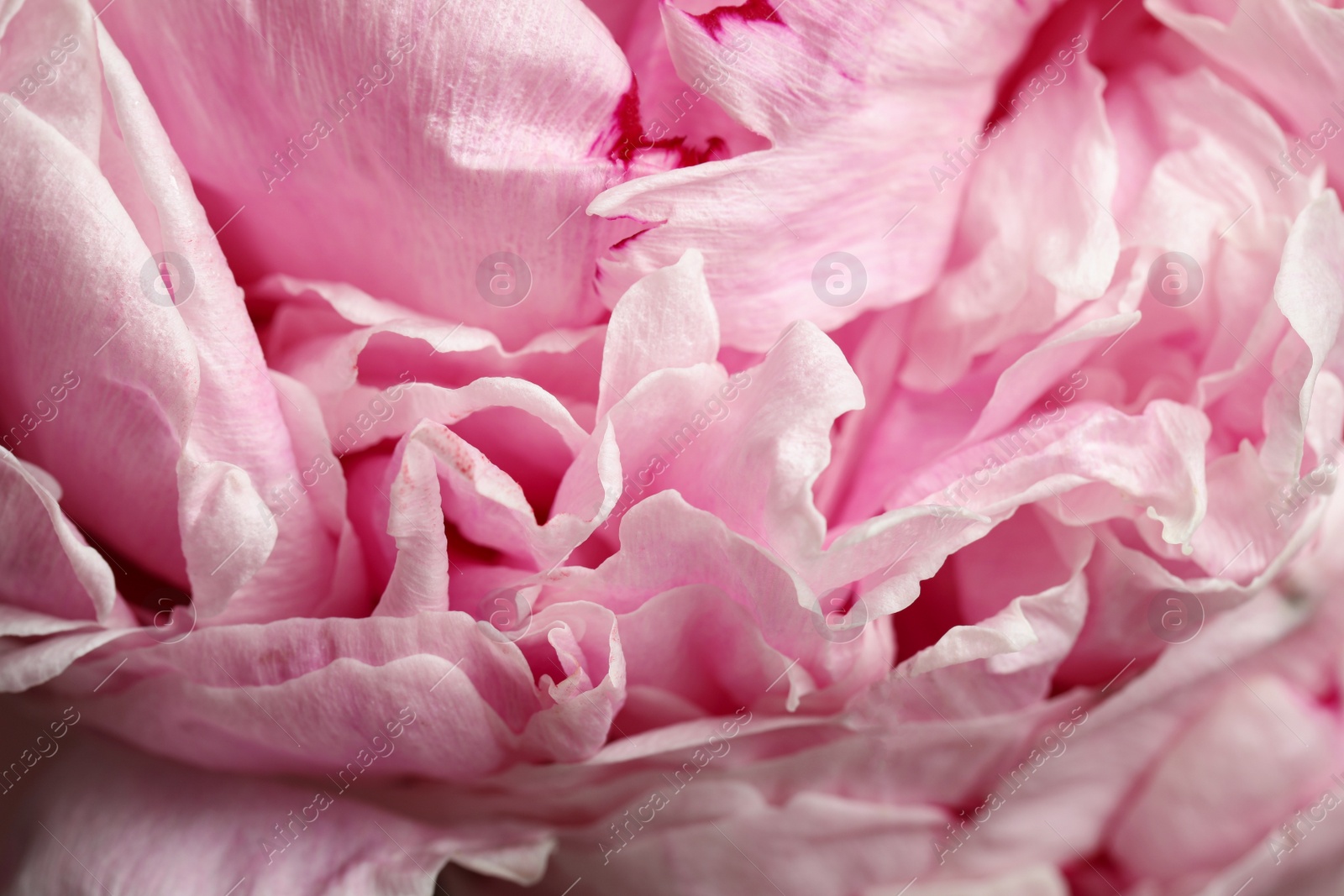 Photo of Closeup view of beautiful blooming peony as background. Floral decor