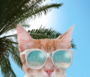 Image of Cute cat with sunglasses and blue sky with palm on background