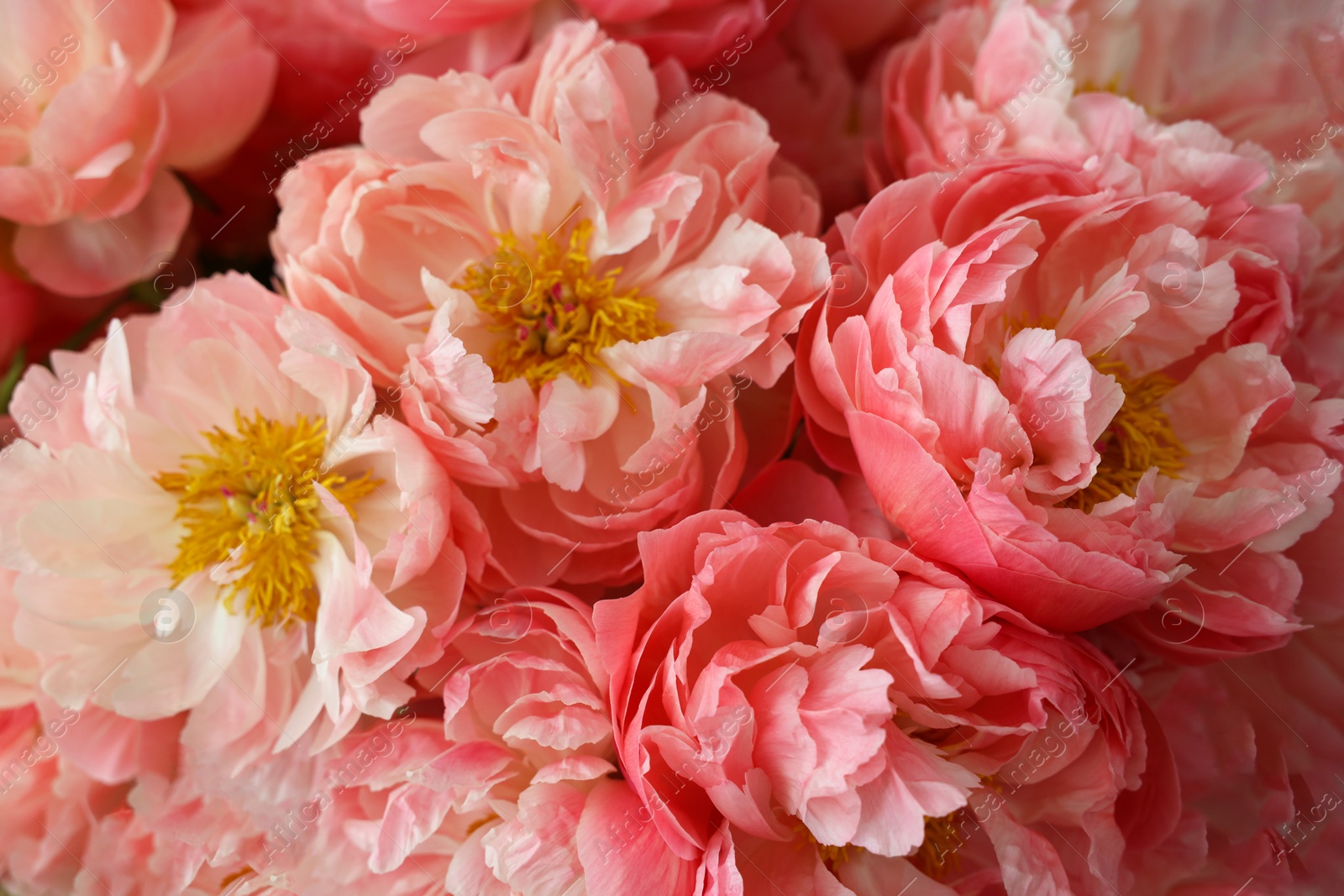 Photo of Beautiful pink peonies as background, closeup view