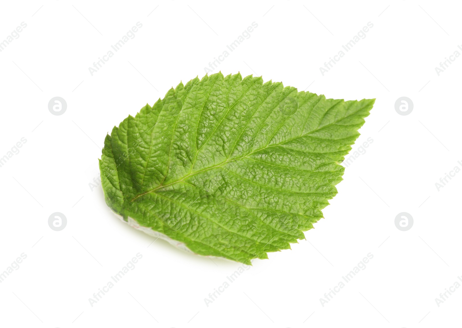 Photo of One green blackberry leaf isolated on white