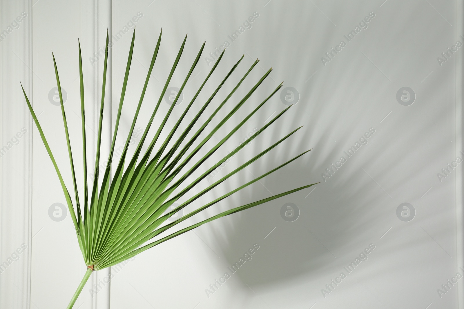 Photo of Tropical palm leaf casting shadow on white wall