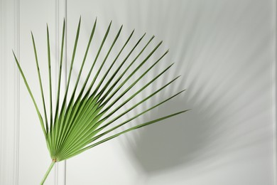 Photo of Tropical palm leaf casting shadow on white wall