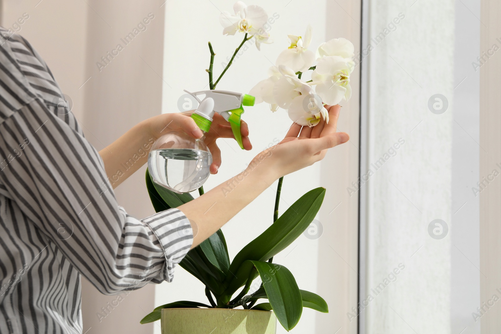 Photo of Woman spraying blooming white orchid flowers with water near window, closeup