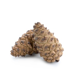 Photo of Fresh young conifer cones on white background