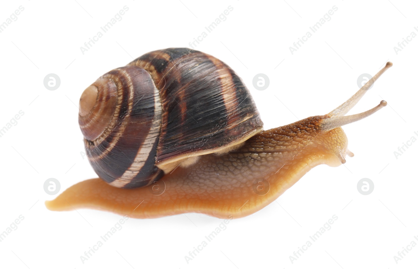 Photo of Common garden snail crawling on white background