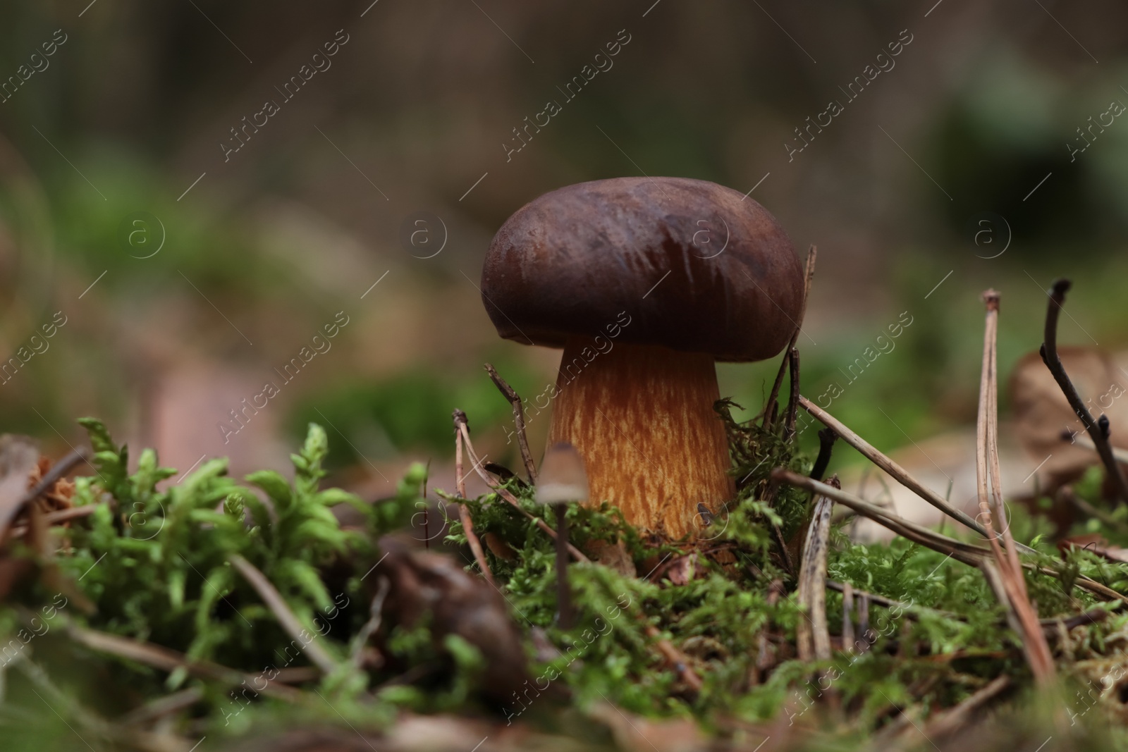 Photo of Beautiful boletus mushroom growing in forest on autumn day. Space for text