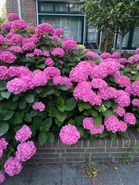 Photo of Hortensia plant with beautiful flowers growing outdoors