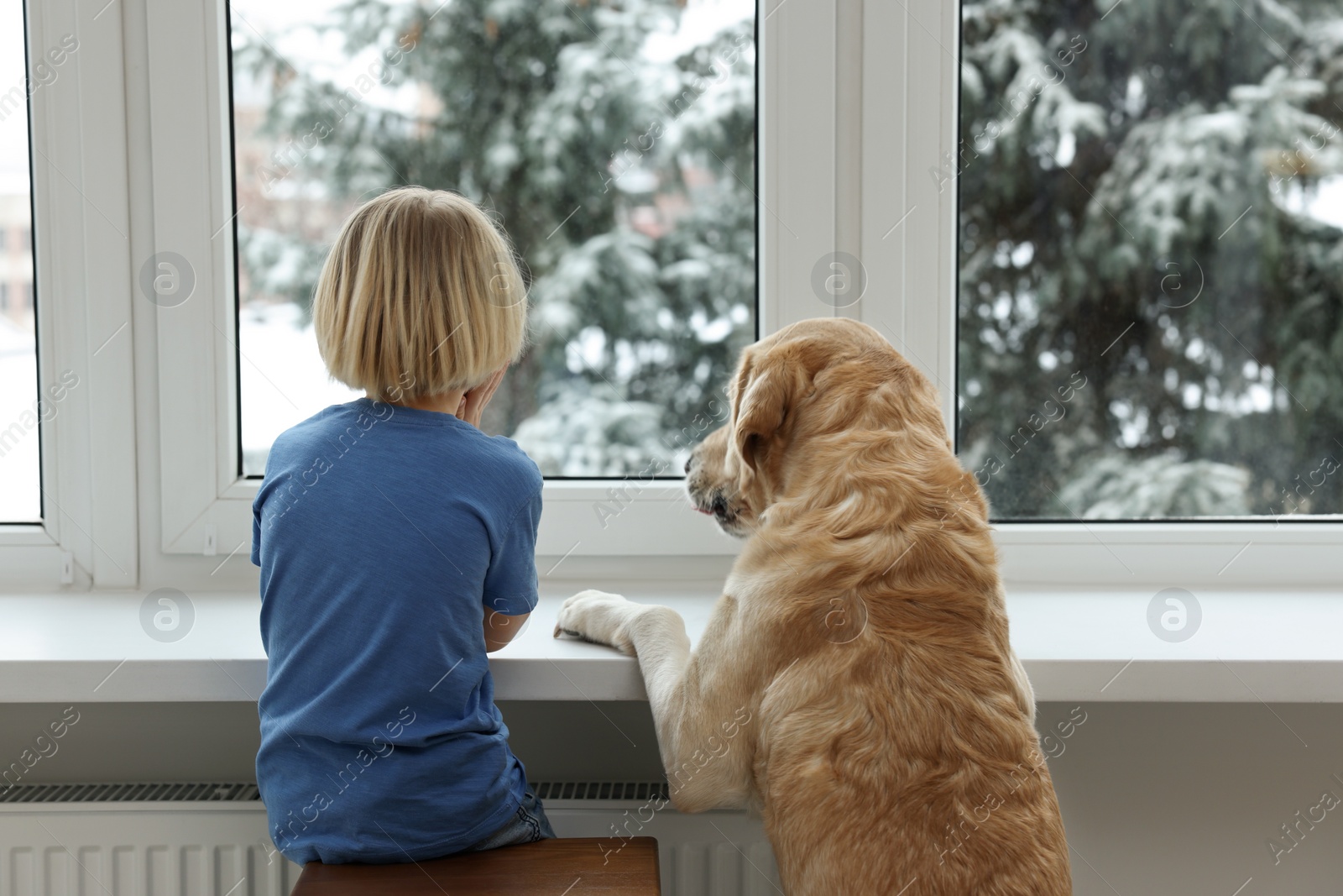 Photo of Cute little child with Golden Retriever near window at home, back view. Adorable pet