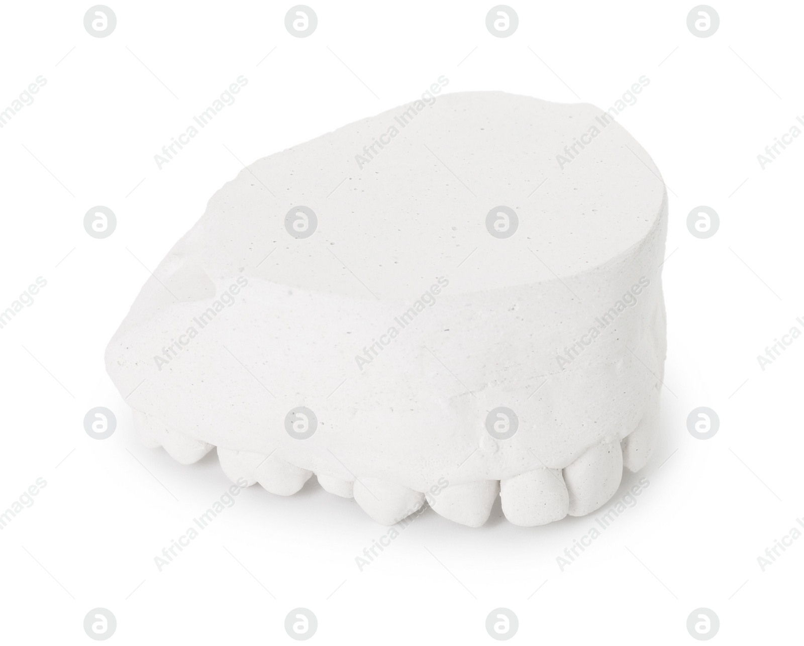 Photo of Dental model with gum isolated on white. Cast of teeth