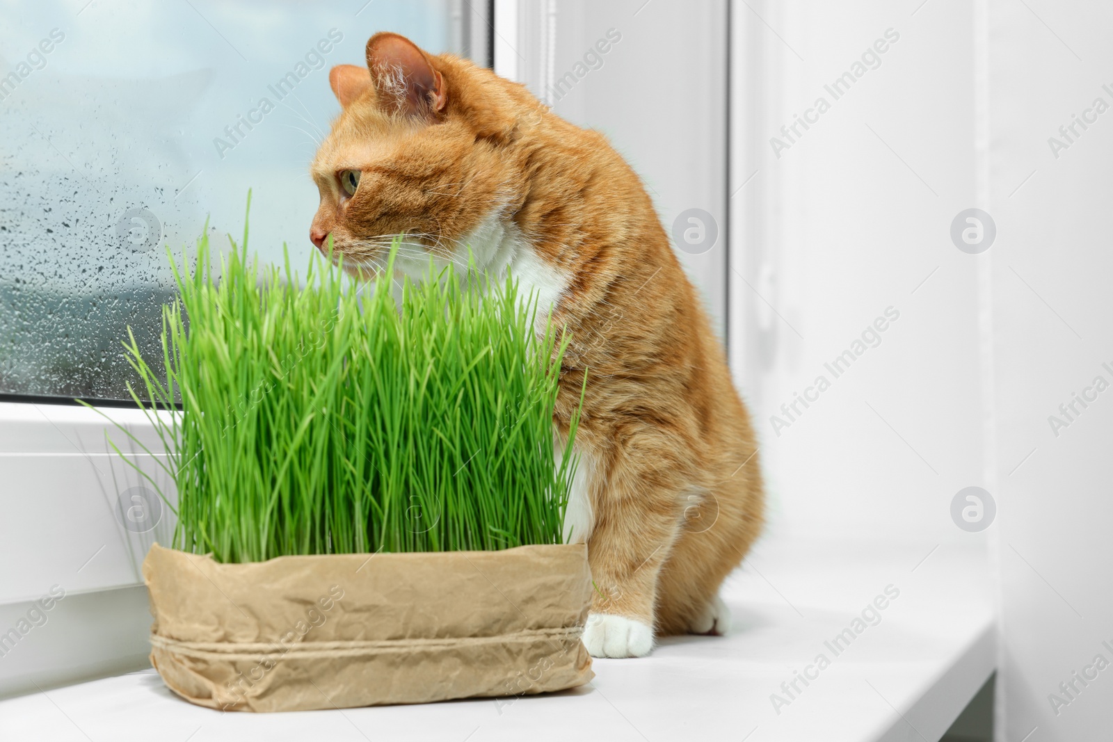 Photo of Cute ginger cat near green grass on windowsill indoors