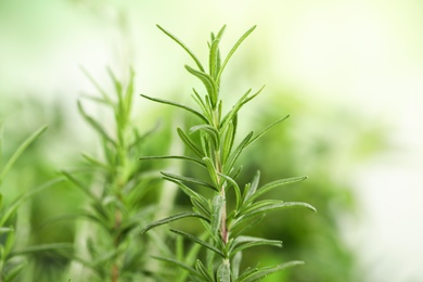 Photo of Twig of fresh rosemary on blurred background, closeup