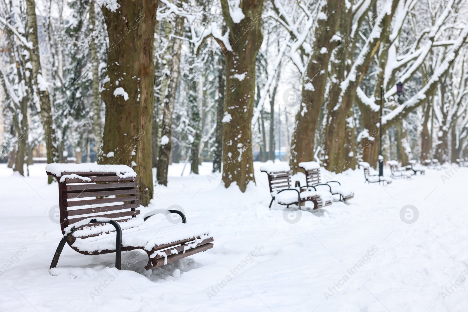Photo of Benches covered with snow and trees in winter park, space for text