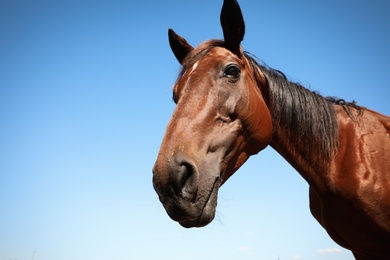 Photo of Chestnut horse outdoors on sunny day, closeup. Beautiful pet