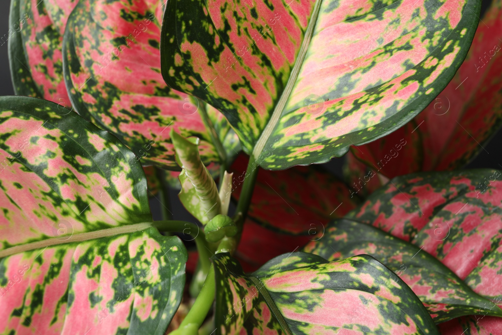 Photo of Aglaonema with beautiful leaves as background, closeup. Tropical plant