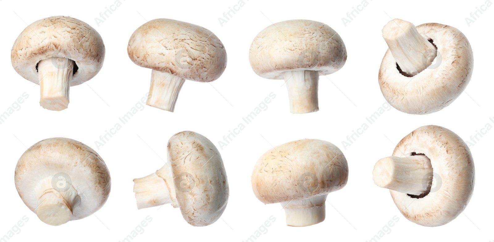 Image of  Set with fresh champignon mushrooms on white background