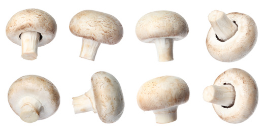  Set with fresh champignon mushrooms on white background