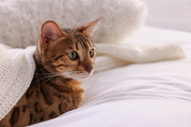 Photo of Cute Bengal cat lying on bed at home, closeup and space for text. Adorable pet