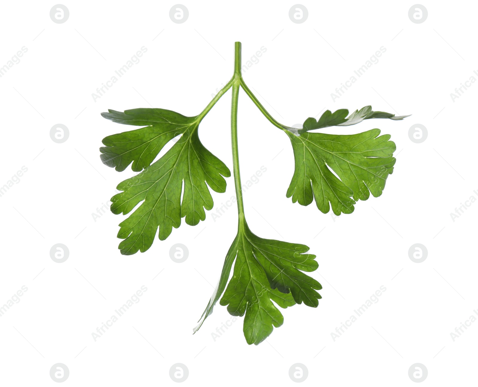 Photo of Aromatic fresh green parsley isolated on white