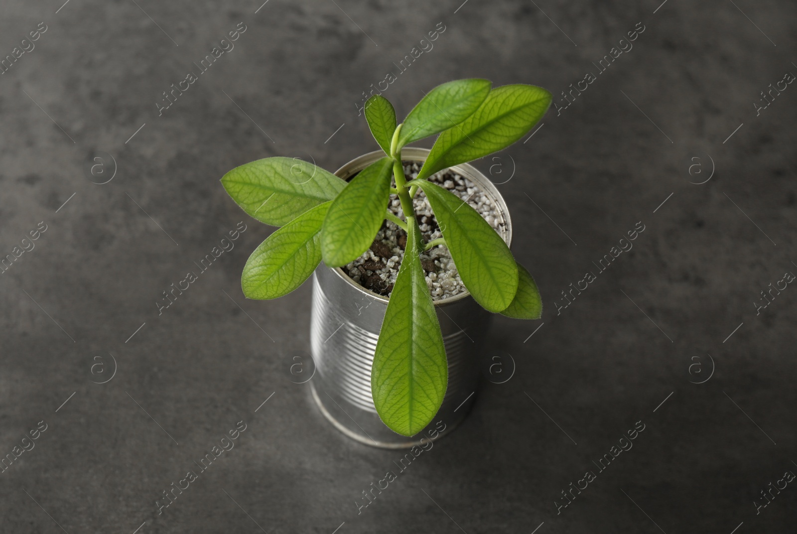 Photo of Beautiful houseplant in tin can on grey stone table, closeup