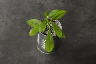 Beautiful houseplant in tin can on grey stone table, closeup