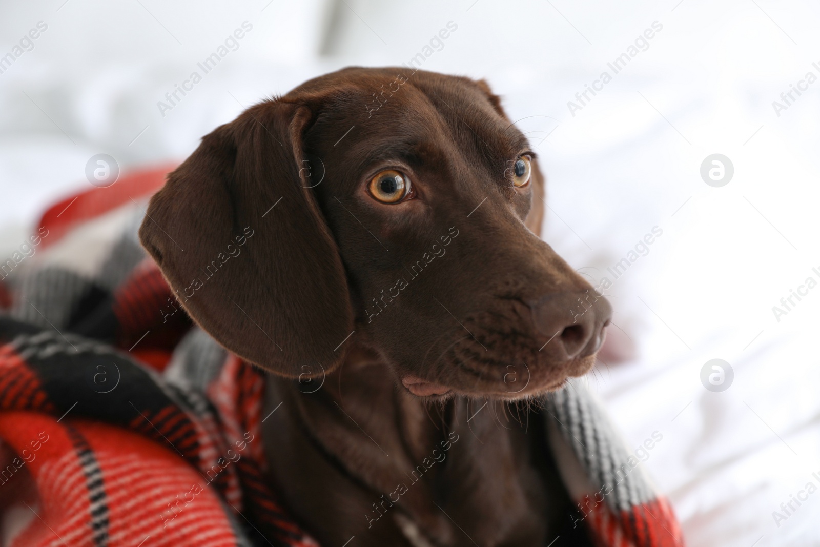 Photo of Adorable dog under plaid on bed at home, closeup