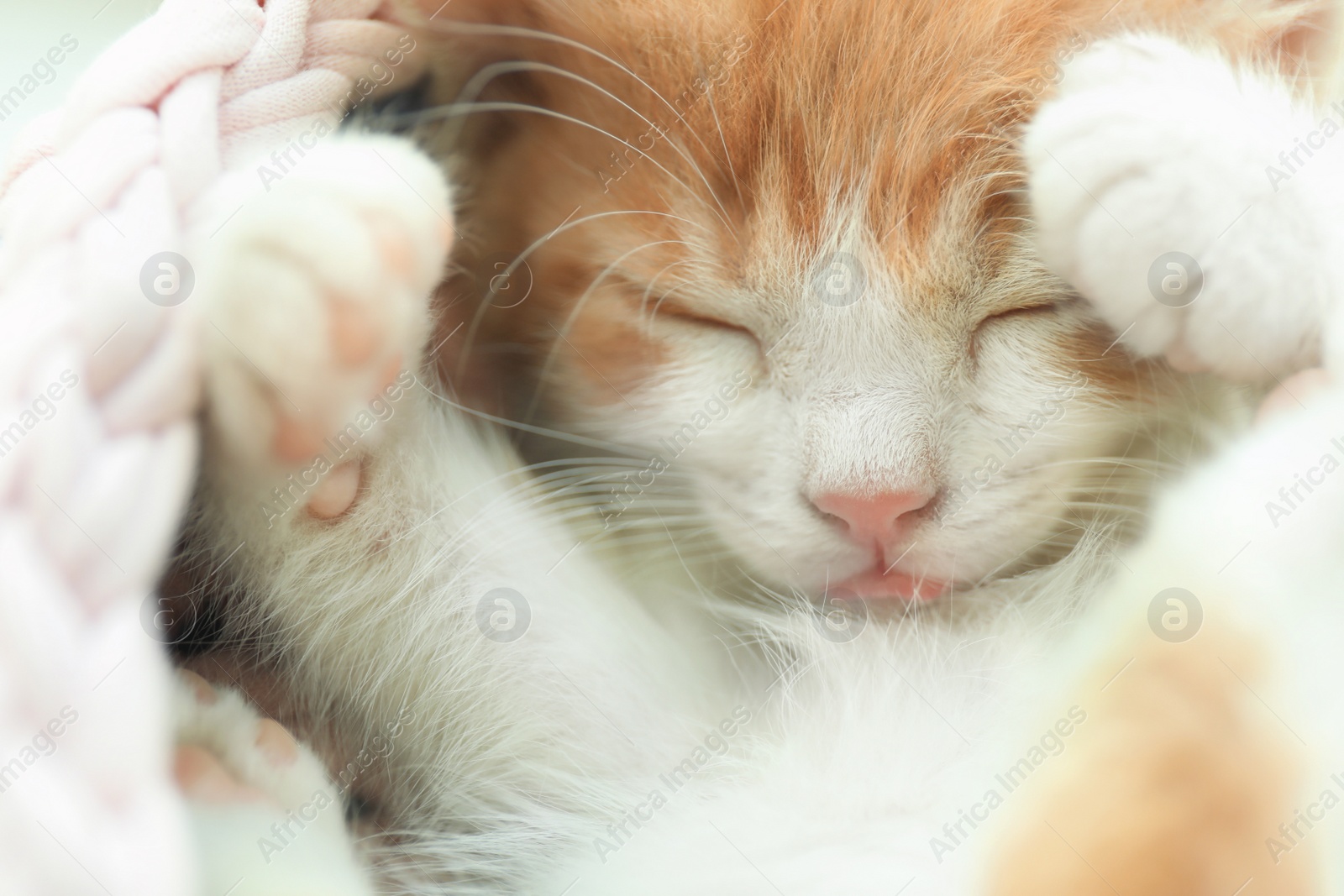 Photo of Cute little red kitten sleeping, closeup view