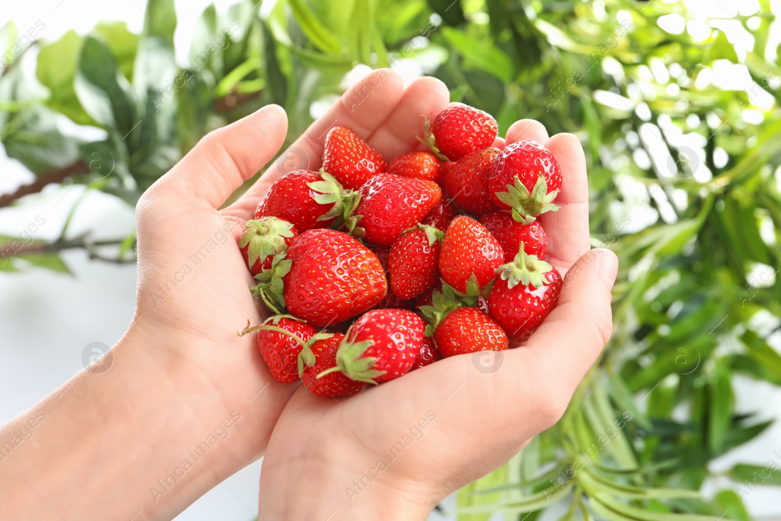 Photo of Woman holding ripe strawberries on blurred background, closeup