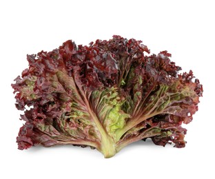 Photo of Head of fresh red coral lettuce isolated on white