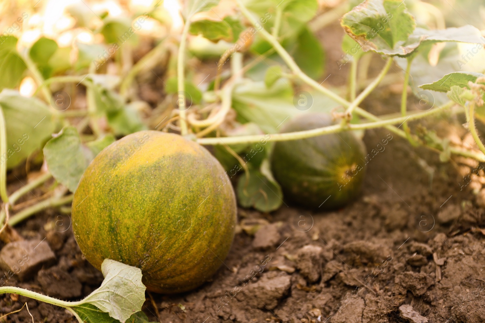 Photo of Fresh ripe juicy melon growing in field