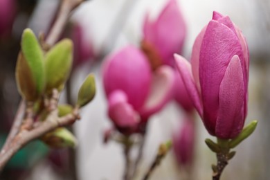 Photo of Beautiful bud of magnolia tree on blurred background, closeup. Space for text