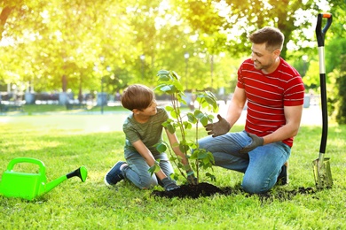 Dad and son planting tree together in park on sunny day. Space for text
