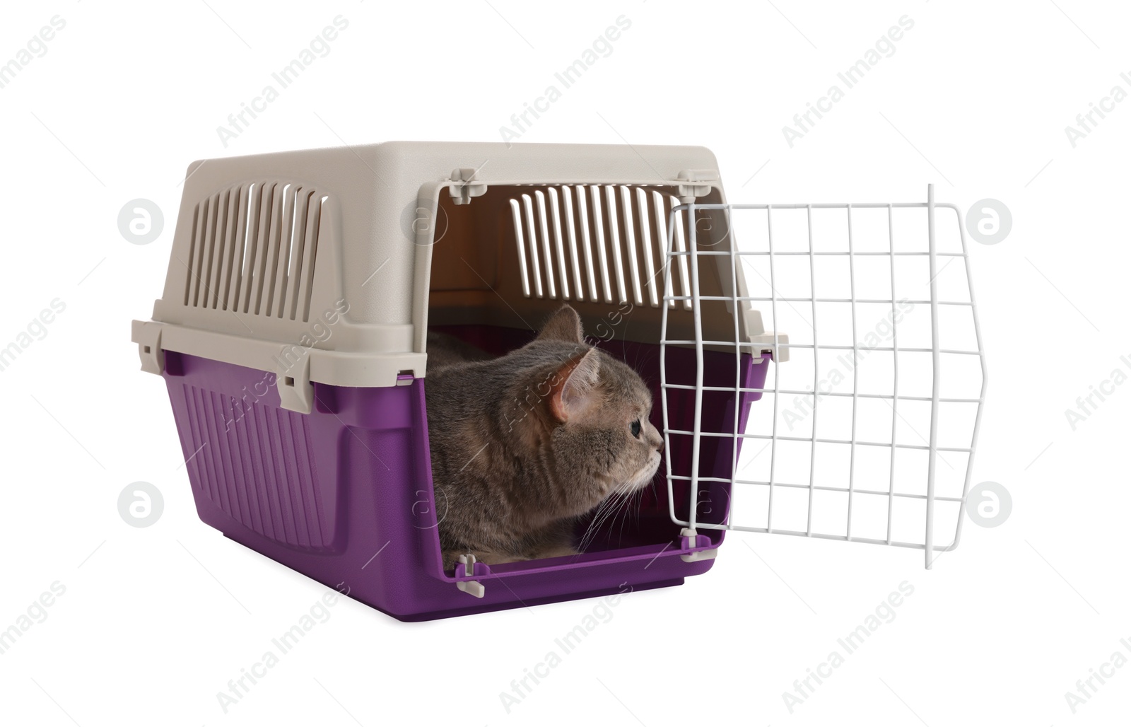 Photo of Travel with pet. Cute cat in carrier on white background