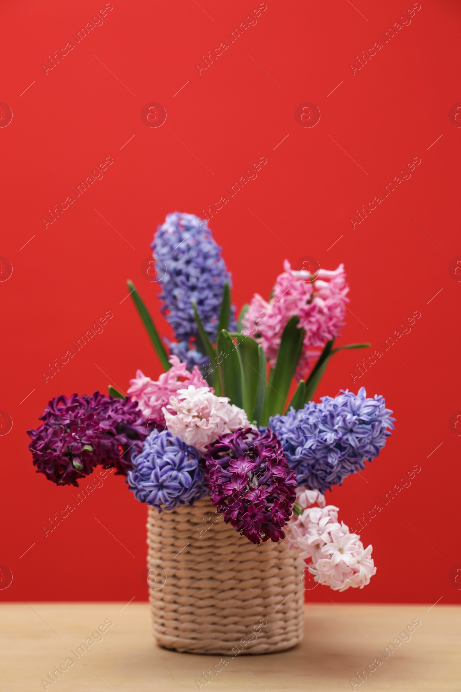 Photo of Beautiful hyacinths in wicker pot on table against color background, space for text. Spring flowers