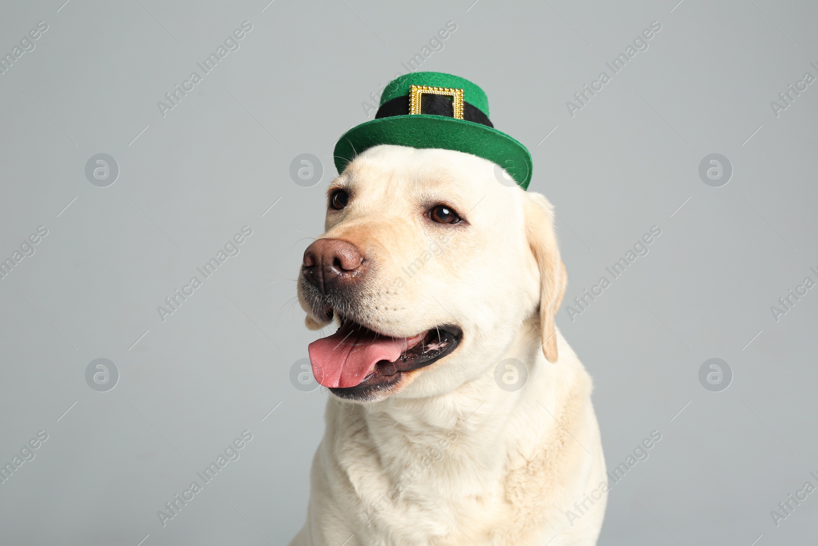 Photo of Labrador retriever with leprechaun hat on light grey background. St. Patrick's day