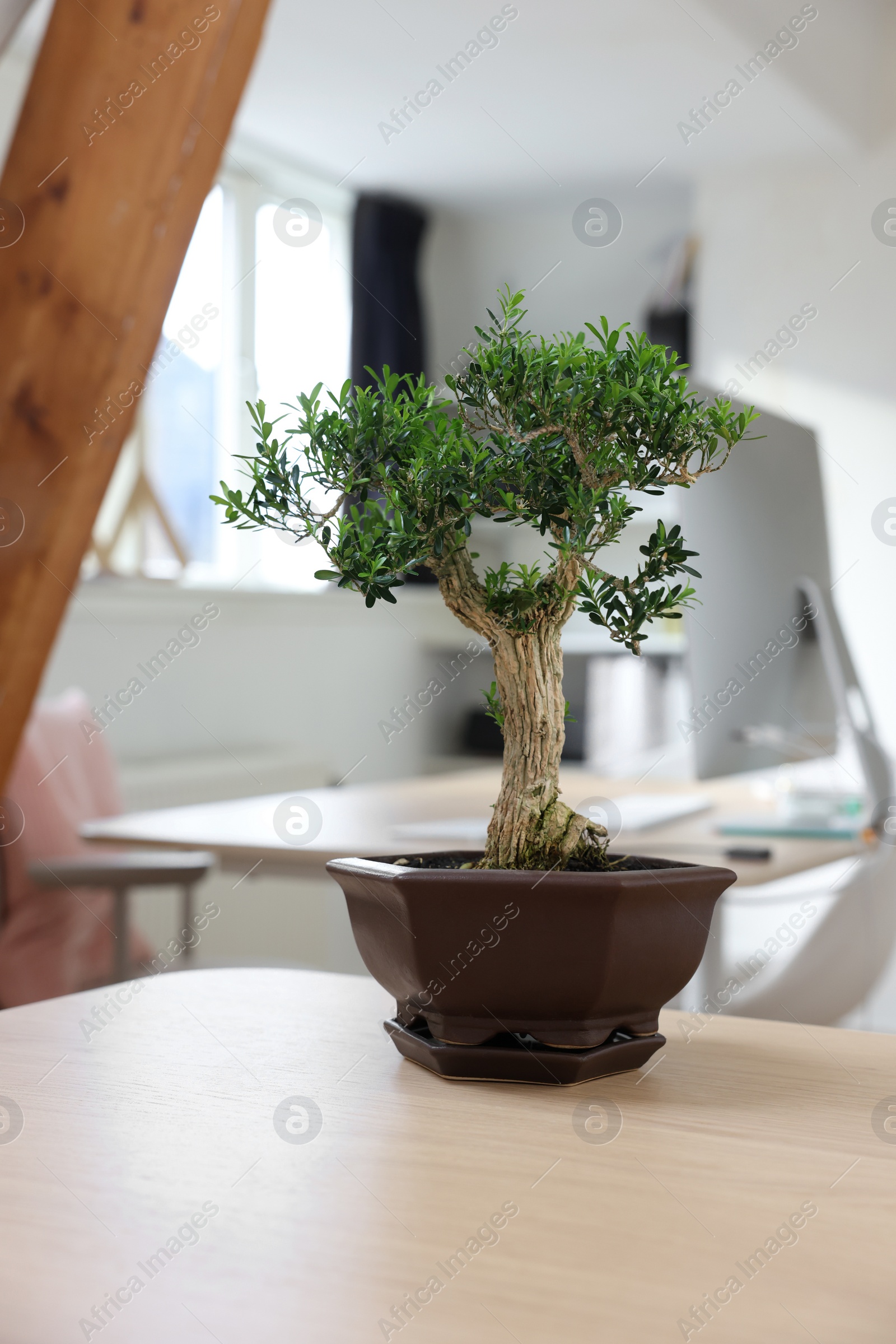 Photo of Beautiful bonsai tree in pot on wooden table indoors