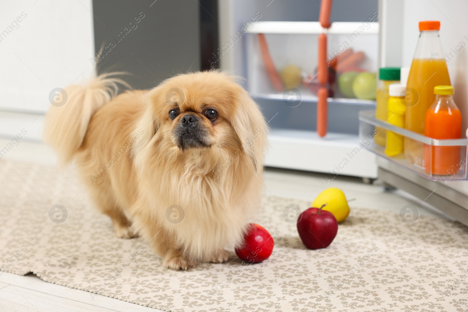 Photo of Cute Pekingese dog and scattered fruits near refrigerator in kitchen