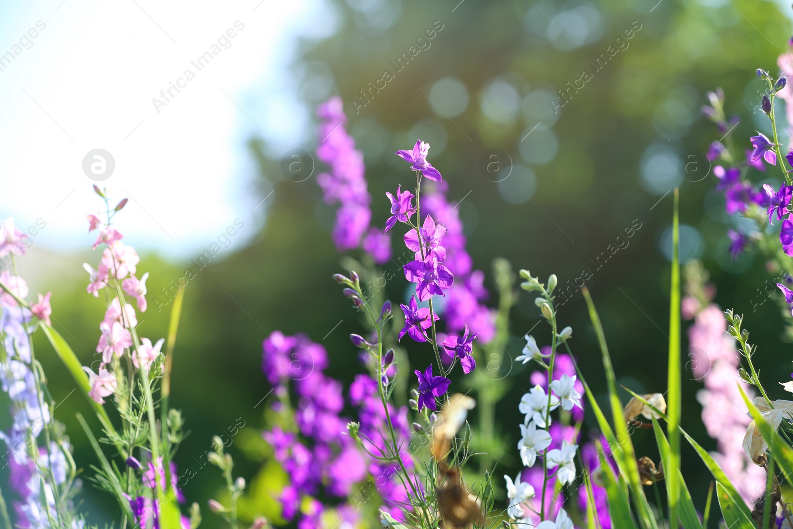 Photo of Beautiful wild flowers outdoors on sunny day. Amazing nature in summer