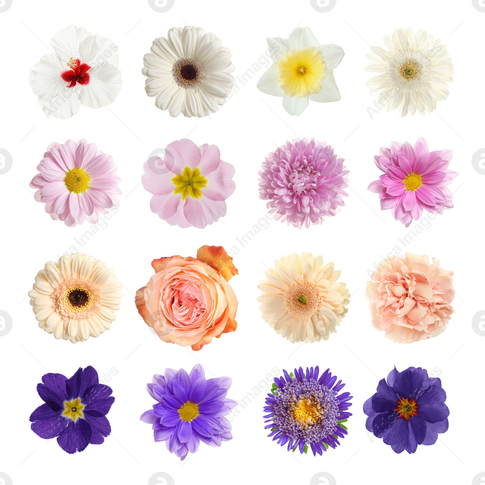 Image of Set with different beautiful flowers on white background