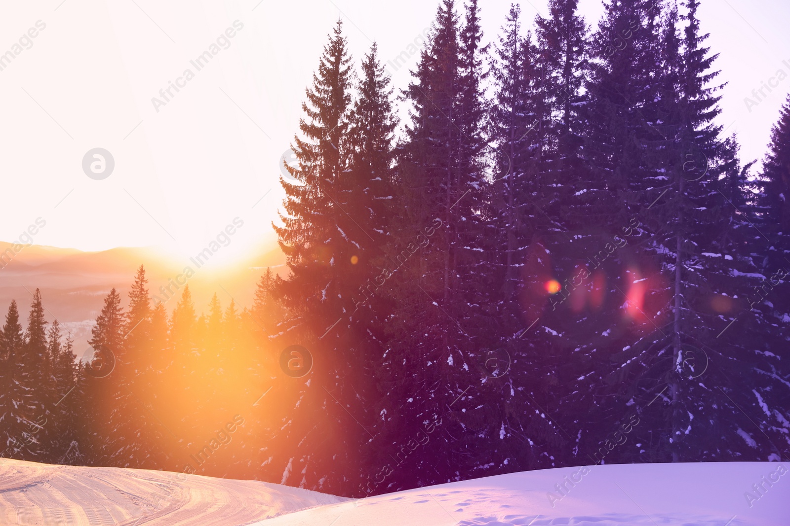 Image of Picturesque view of snowy coniferous forest in winter