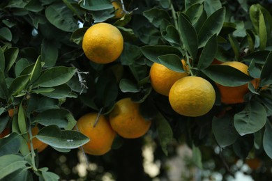 Fresh ripe oranges growing on green tree outdoors