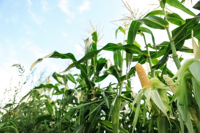 Photo of Ripe corn cob in field against blue sky