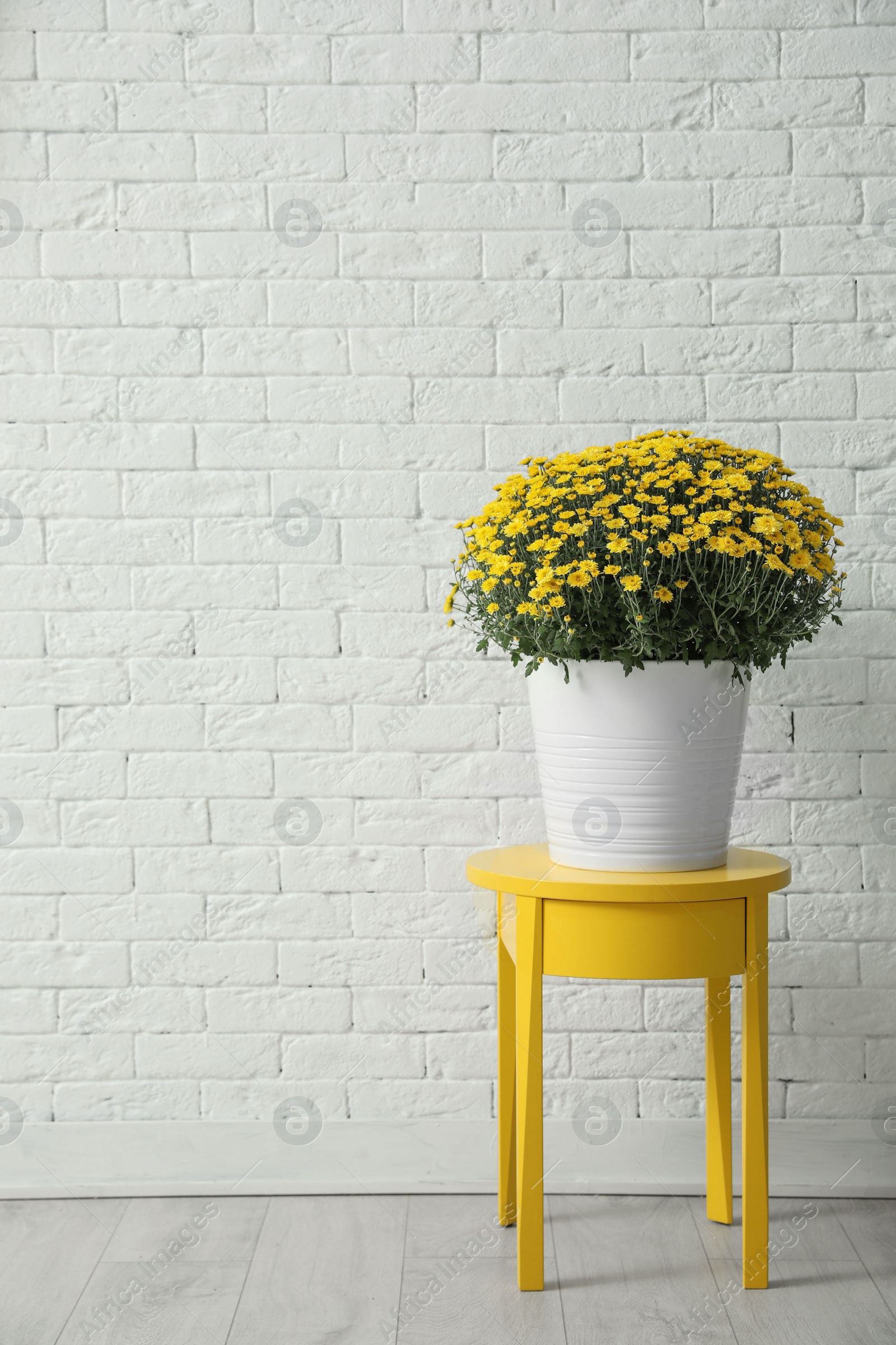 Photo of Pot with beautiful chrysanthemum flowers on table against white brick wall. Space for text