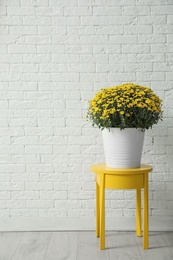 Pot with beautiful chrysanthemum flowers on table against white brick wall. Space for text