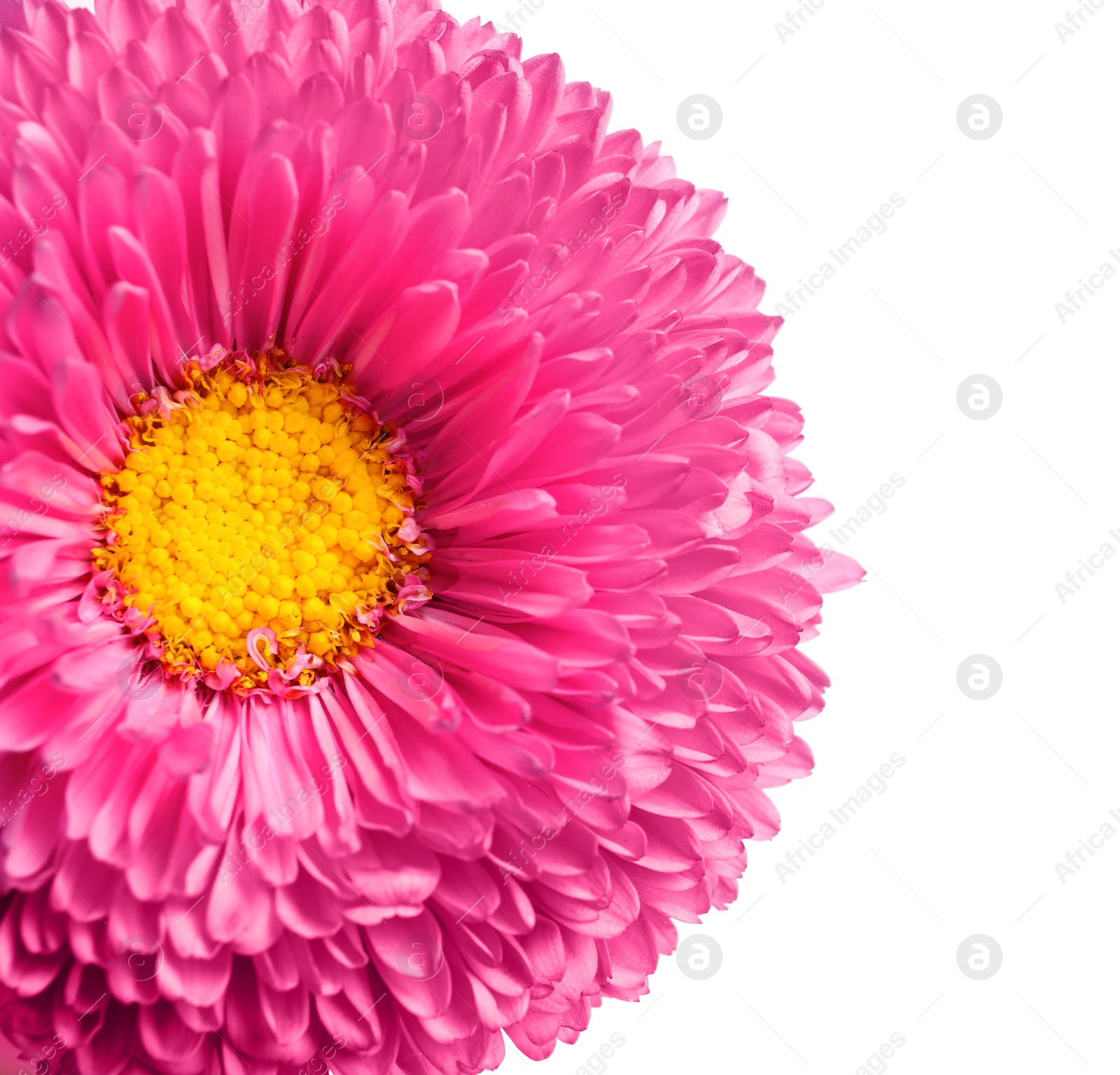 Photo of Beautiful aster flower on white background, closeup